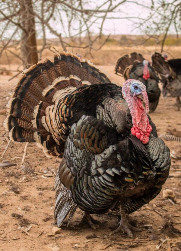 Bronze Turkey Eggs - Image 2