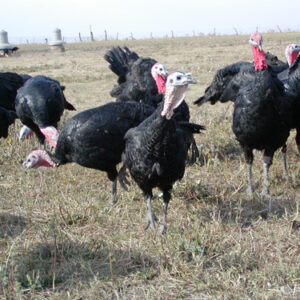 black-turkeys-1-1.jpg