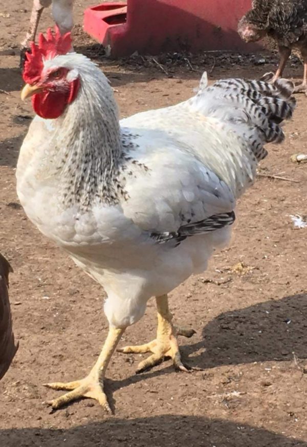 Barnyard Mix Chicken Hatching Eggs - Image 5