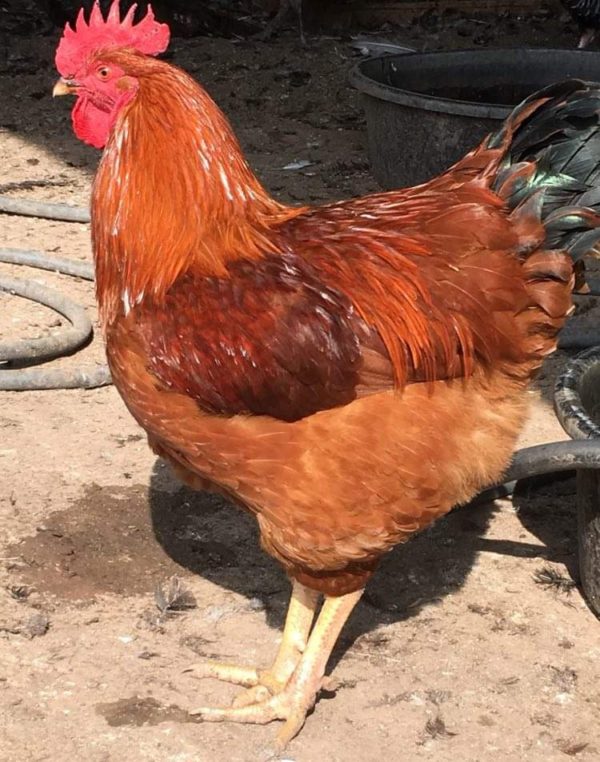 Barnyard Mix Chicken Hatching Eggs - Image 3